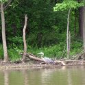 Heron on the shore